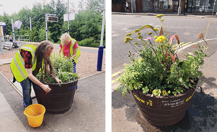  planting out reclaimed whisky barrel planter with flowers