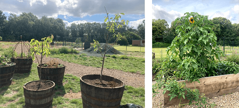  reclaimed whisky barrel planters, scaffold board raised beds